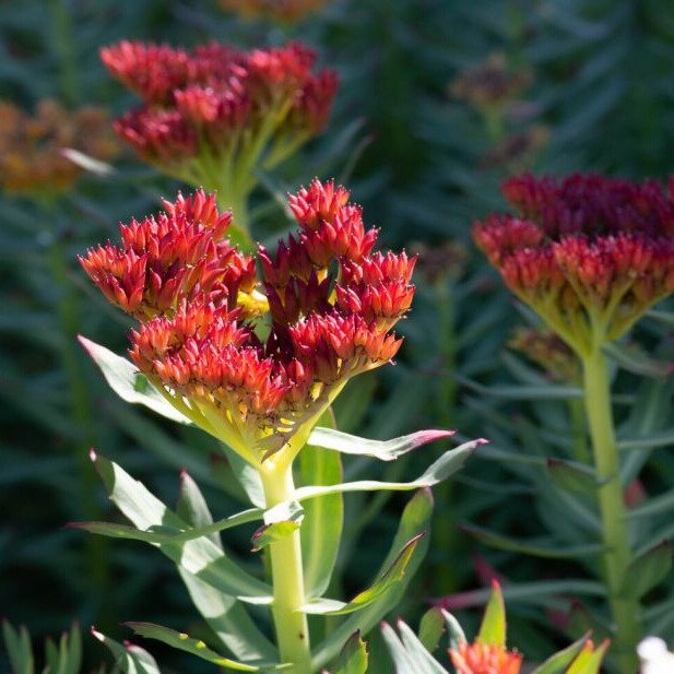 Rhodiola