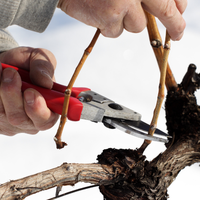 Vers une viticulture plus durable : la taille repensée par 3D2Cut