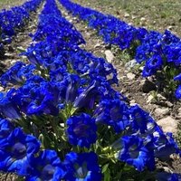 Le Valais, terre d’avenir pour les plantes aromatiques et médicinales