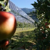 Agrivoltaïsme à Conthey : quand les vergers valaisans produisent aussi de l’énergie solaire