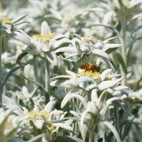 Edelweiss : une étoile alpine aux propriétés précieuses