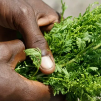 Premier symposium international ISHS sur l'Artemisia : un valaisan parmi les experts